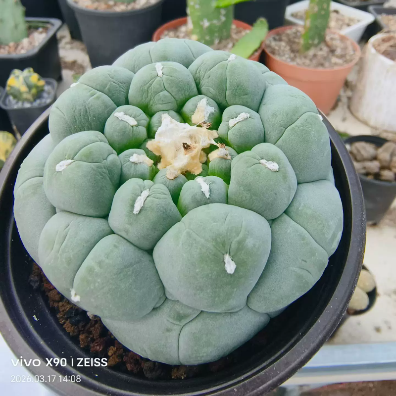 古田大疣无刺草球潮流懒人仙人球室内盆栽植物一物一拍多肉3/17