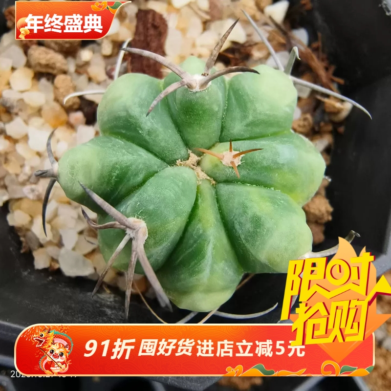 实生平丸锦优价平丸属仙人球稀有内盆栽多肉一物一拍包邮10/27