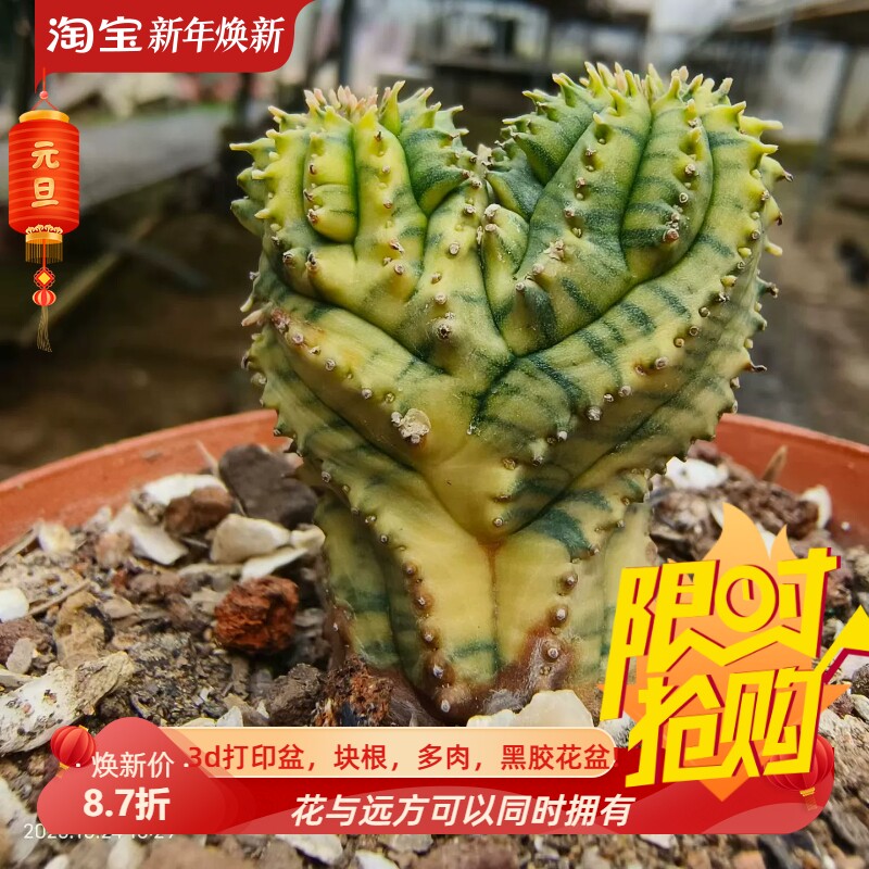 双头布纹球锦 潮流梵天锦大戟科块根稀有多肉一物一拍包邮10/25