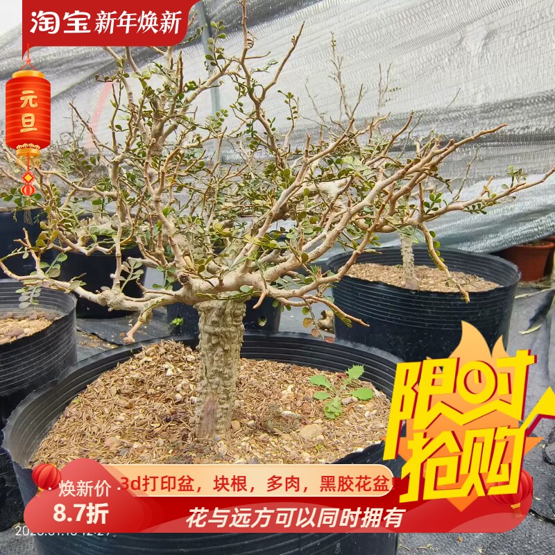 实生粗壮矮桩子象足漆树块根桌面潮流辐射室内盆栽一物一拍1/15