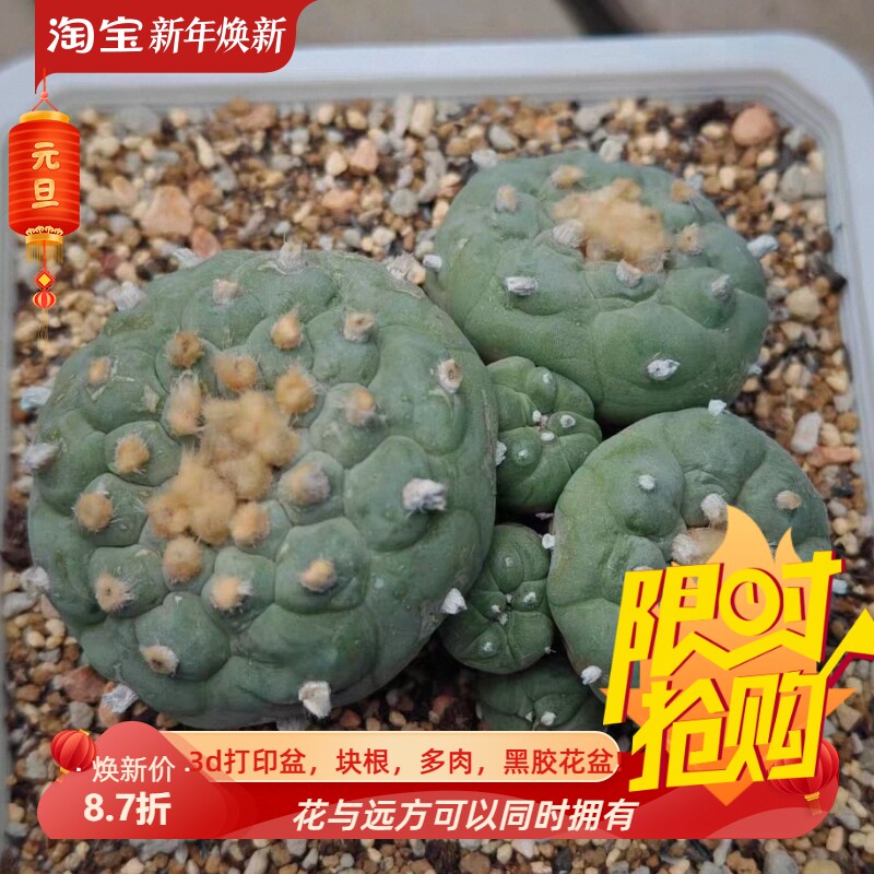 金毛佛头群生无刺草球懒人仙人球植物一物一拍室内盆栽包邮11/3