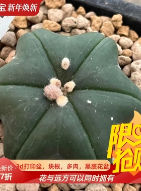 六角星星琉璃兜超兜星球属C-1768仙人球一物一拍室内盆栽包邮11/7