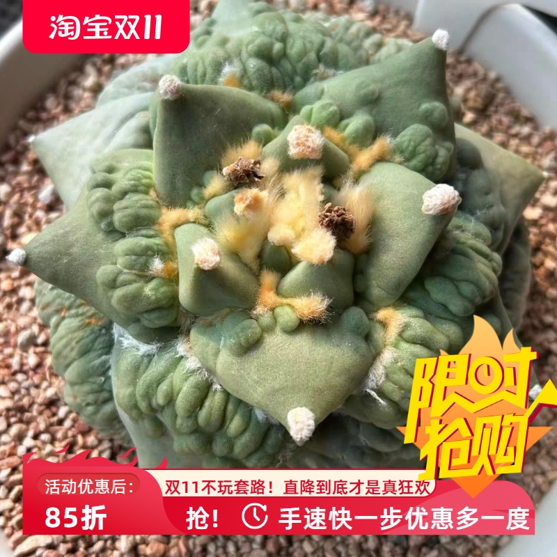园艺牡丹实生包子型割疣怒涛c211潮流懒人沙生仙人球一物一拍6/10