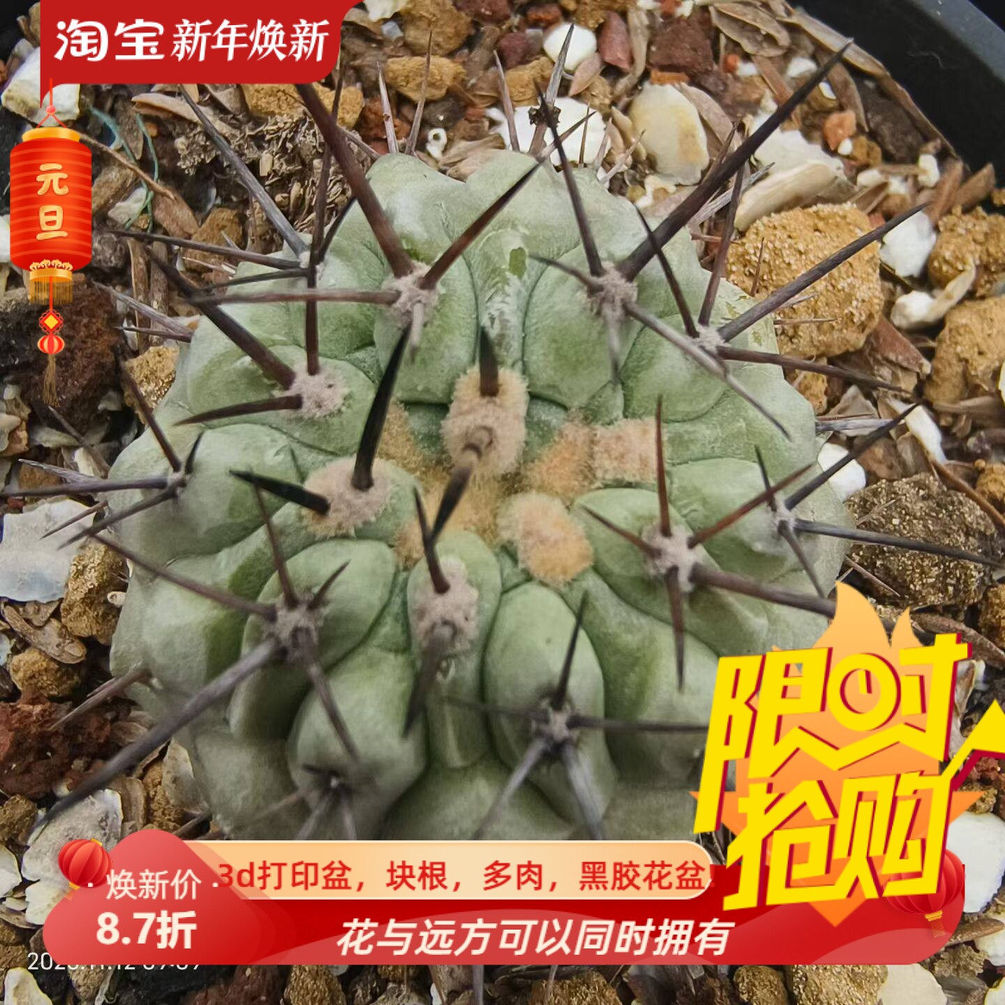 欧输实生高木孤龙丸有缀化迹龙爪球仙人球多肉一物一拍包邮11/12
