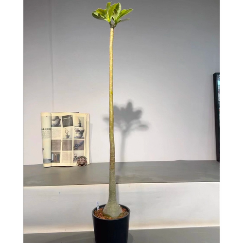 6号 索科特拉沙漠玫瑰，块根植物，实生籽播带大8CM一物一拍6/28