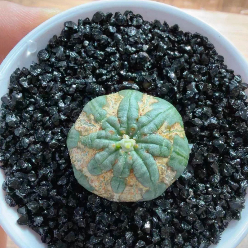 实生欧系布纹球，3C潮流懒人块根植物稀有品种多肉一物一拍10/27