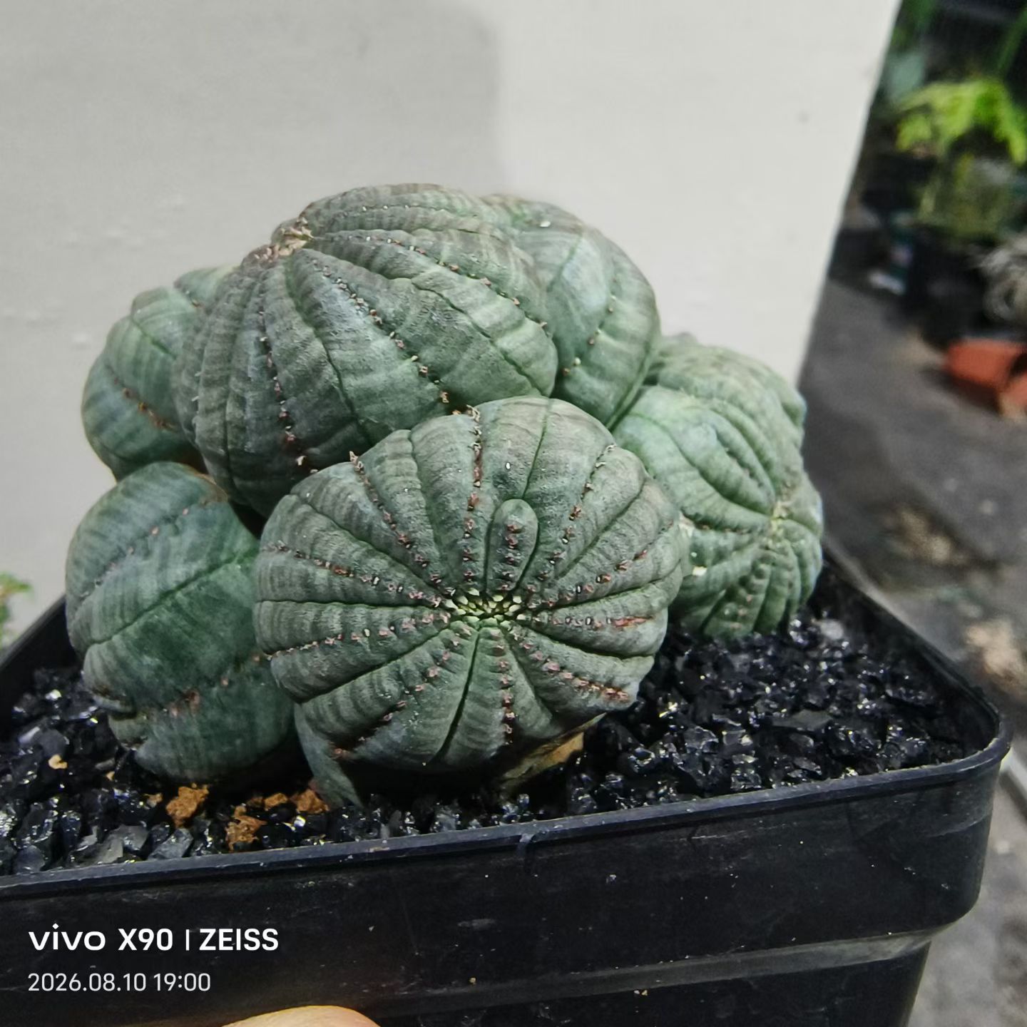 布纹球缀化群大戟科潮流懒人科块根植物室内盆栽多肉一物一拍8/9