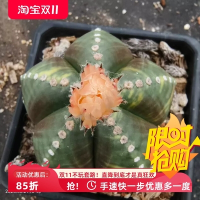 实生鸾凤玉锦，布纹肌理，星球属仙人球室内盆栽多肉一物一拍8/23