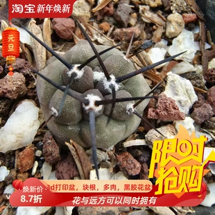 单刺基因突变优选黑王丸带盆发货仙人球一物一拍室内盆栽多肉6/26