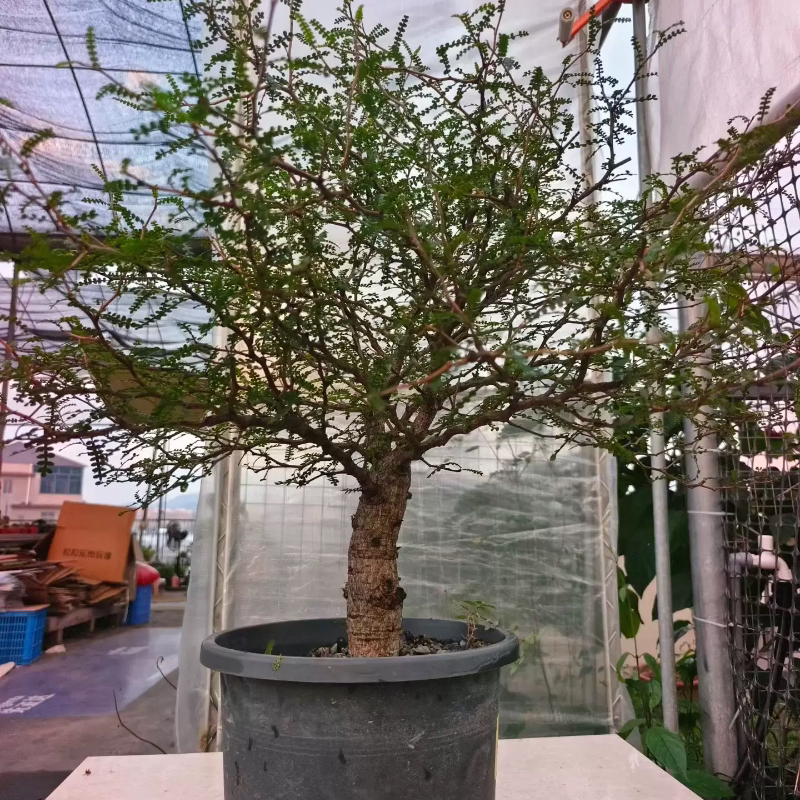 实生象足漆树，粗壮有型超值价块根植物室内盆栽多肉一物一拍8/8