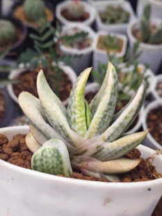 奶油子宝沙鱼掌属多肉植物潮流懒人一物一拍室内盆栽包邮10/18