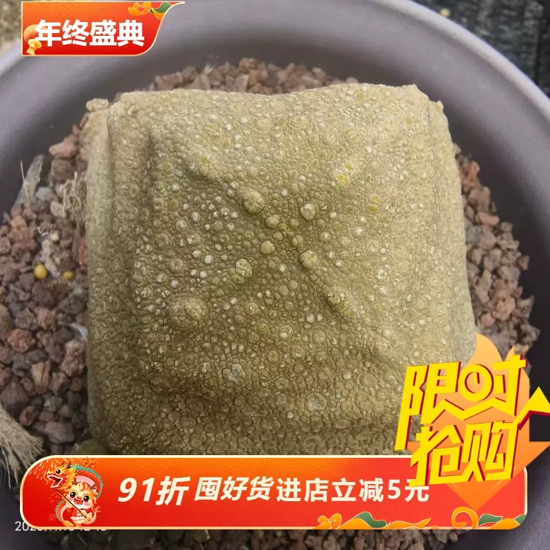 巨大臭豆腐块板正的大方块 四方凝蹄玉一物一拍多肉包邮稀有11/16