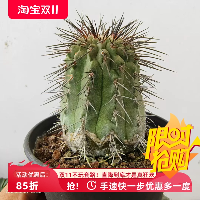 5cm黑士冠,侧芽自根多年仙人球植物一物一拍多肉室内盆栽包邮8/7
