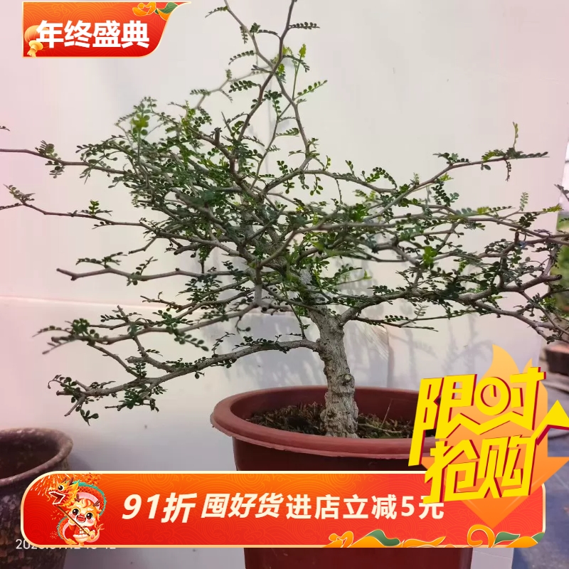 爆瘤象足漆树带盆发货块根多肉稀有室内盆栽一物一拍多肉包邮9/12