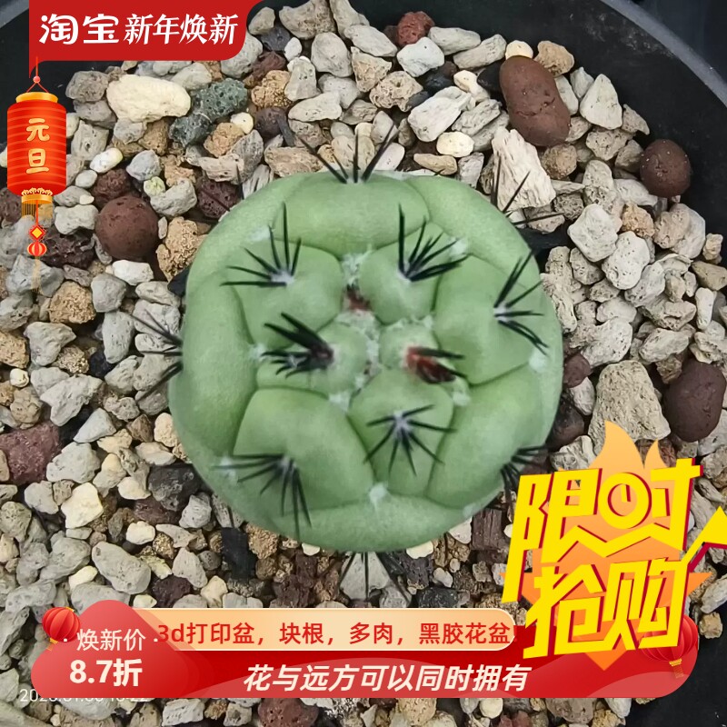 实生帝王丸潮流懒人桌面仙人球防辐射室内盆栽一物一拍1/6