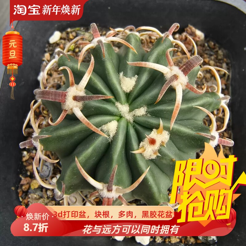 实生武藏凌波。品相好潮流仙人球室内盆栽稀有多肉包邮11/30
