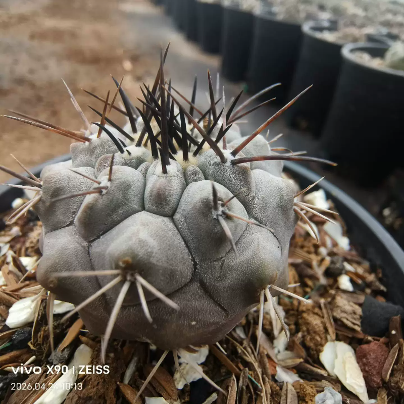 欧系实生黑王丸龙爪球属仙人球绿植新奇多肉带盆发一物一拍4/25