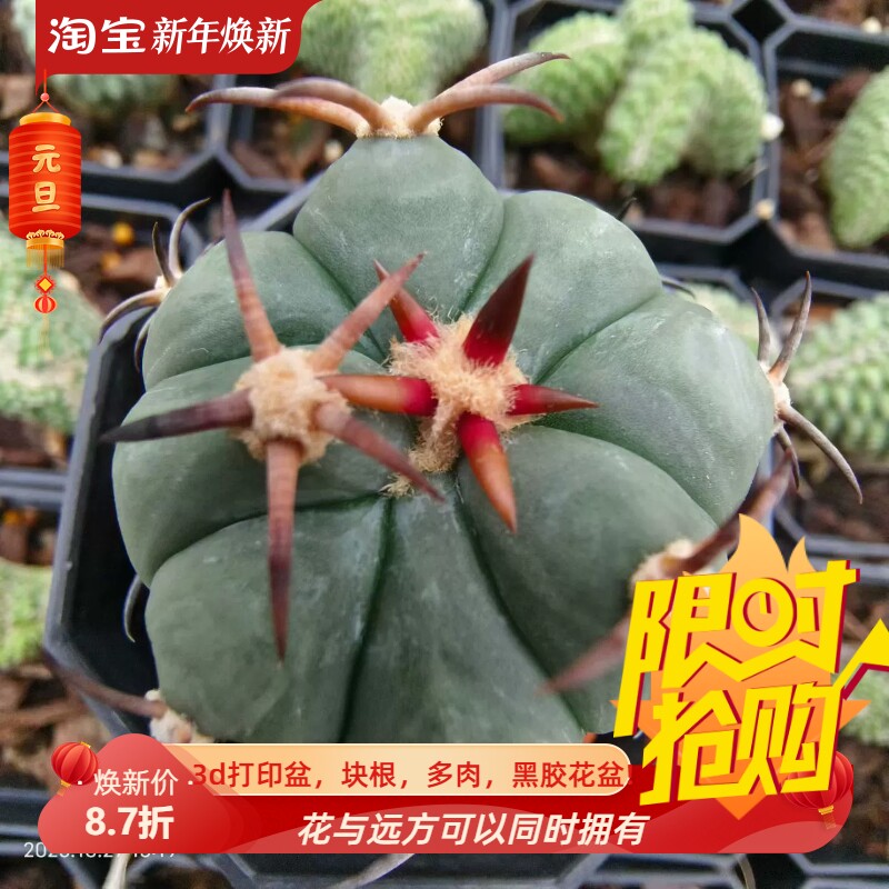 短豪刺花王丸侧芽株自根潮流仙人球稀有品多肉一物一拍包邮10/28