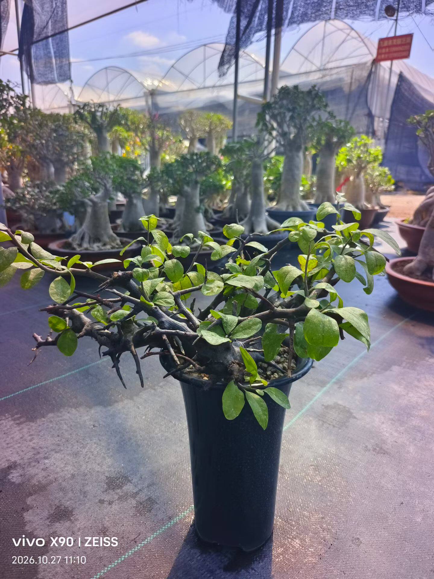荣森塔橄榄熟桩子潮流懒人块根植物稀有品种多肉一物一拍10/27