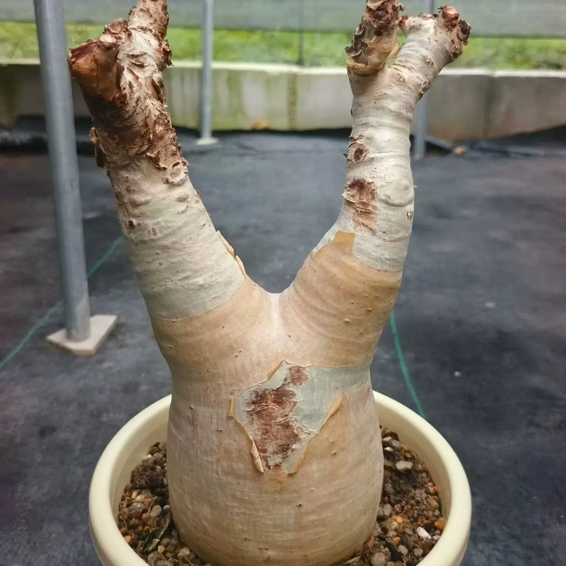 纳米比亚葡萄翁uter 潮流懒人块根植物3.1CM多肉一物一拍7/17
