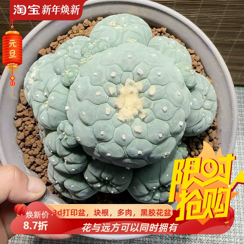 无刺草球群实生群冠14仙人球小众防辐射室内盆栽包邮一物一拍1/6
