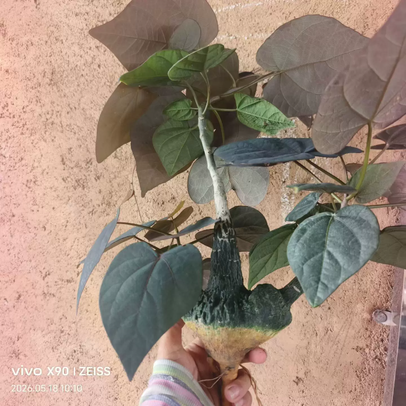 红叶西番莲，三叉戟造型块根植物潮流懒人沙生带盆发一物一拍5/18