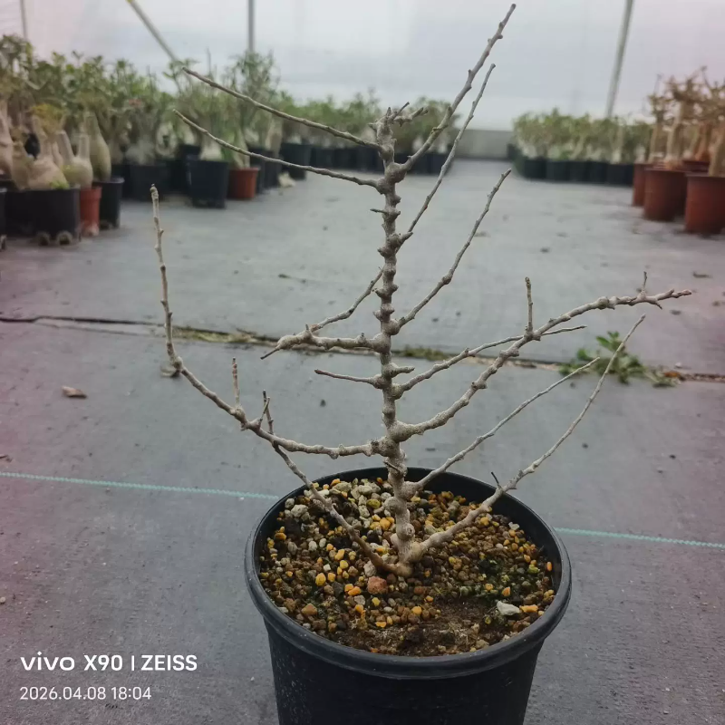 念珠橄榄潮流懒人沙生块根.高压株一物一拍多肉稀有品种4/14