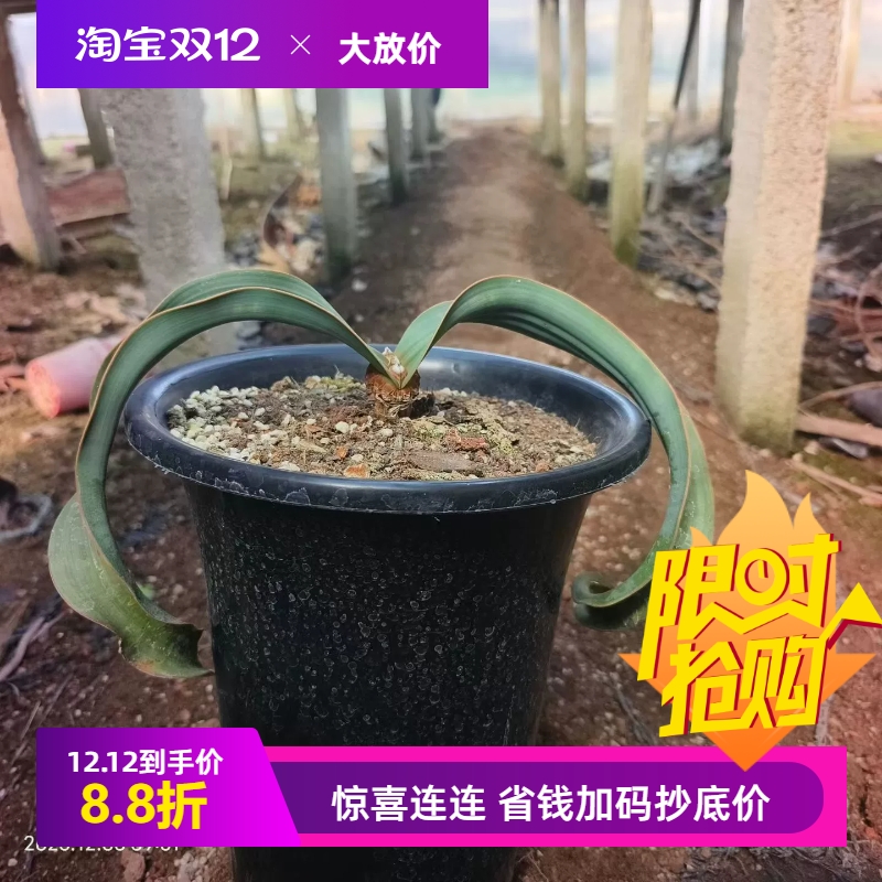 百岁兰千岁兰潮流懒人沙生块根植物一物一拍仙人球多肉包邮12/6