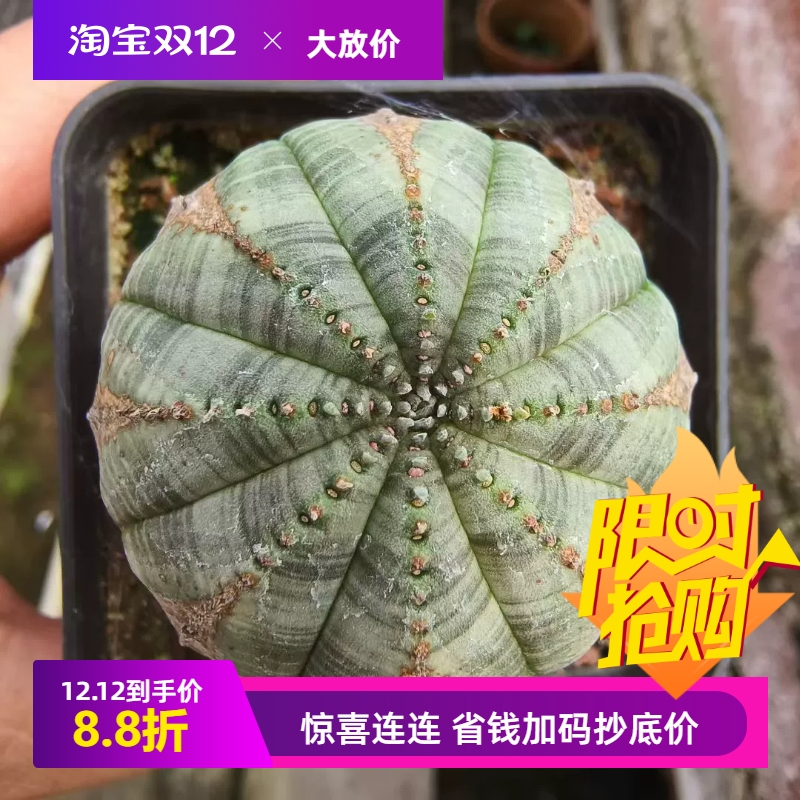 木质纹布纹球大戟科块根植物一物一拍多肉包邮稀有品种包邮7/8