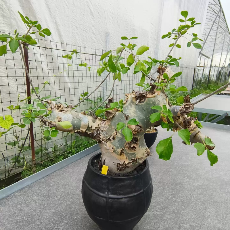 蓝白皮橄榄,粗壮熟桩子块根沙生桌面植物带盆发一物一拍6/14