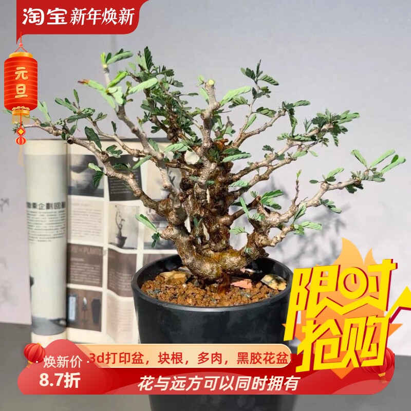 实生念珠沙漠苏木直径4.5CM枝冠约30C块根一物一拍多肉包邮12/7