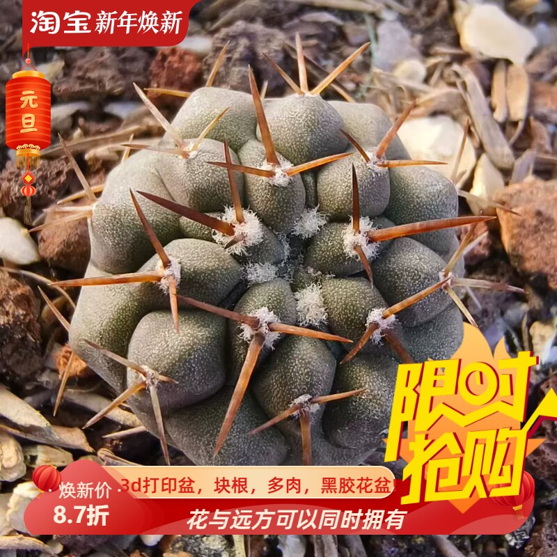 实生精品金刺黑王丸短粗刺龙爪仙人球沙生桌面一物一拍多肉11/23