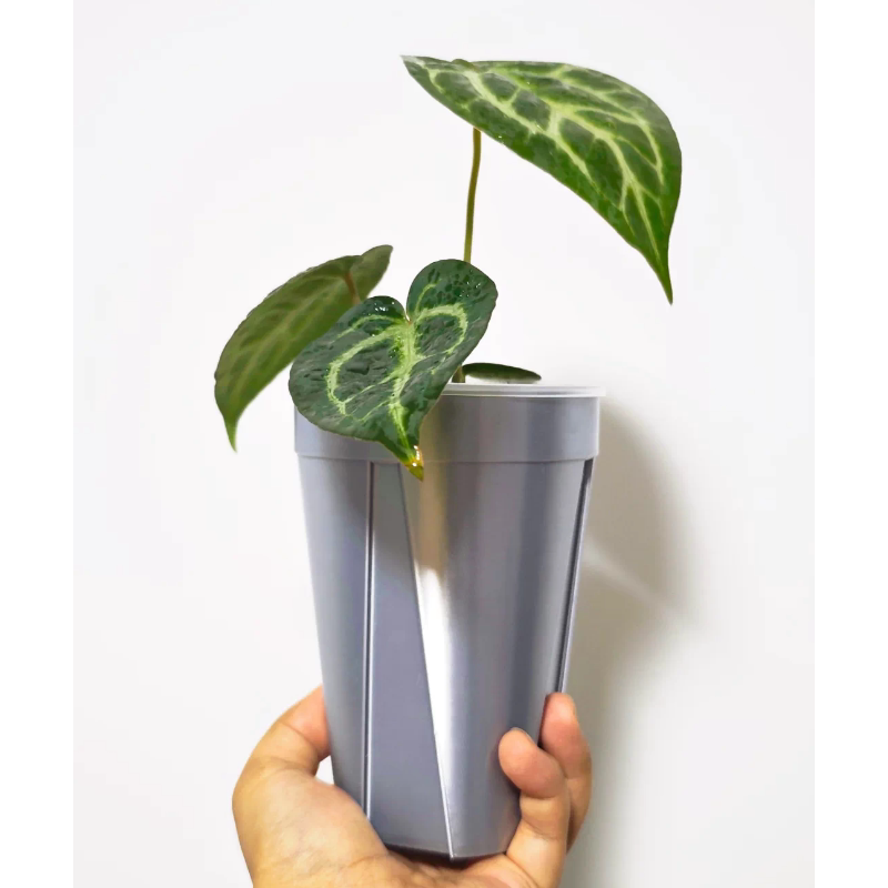 加高版青山盆透气盆热植花烛秋海棠多肉桌面盆块根多肉3d打印花盆图片