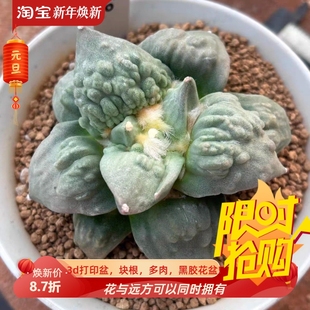 泰系实生怒涛/s150潮流仙人球懒人室内盆栽多肉一物一拍包邮9/16