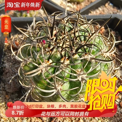 黑爪丸侧芽株龙爪球属仙人球已发根防辐射室内盆栽一物一拍1/10