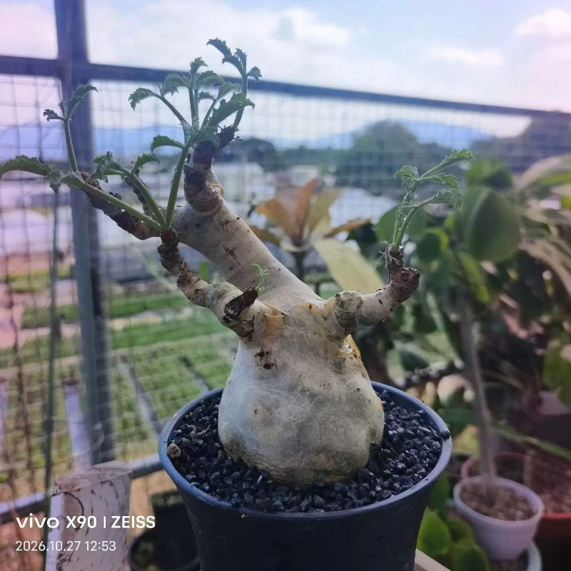 索马里小碎叶葡萄翁潮流懒人块根植物稀有品种多肉一物一拍10/27