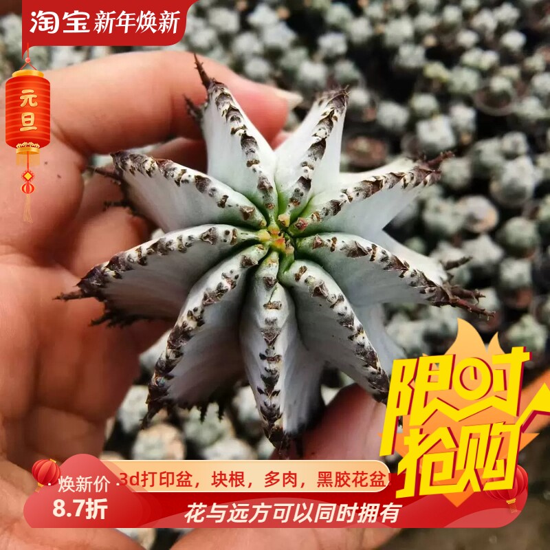 白衣魁伟玉出大侧芽苗大戟科一物一拍多肉包邮室内盆栽包邮7/17