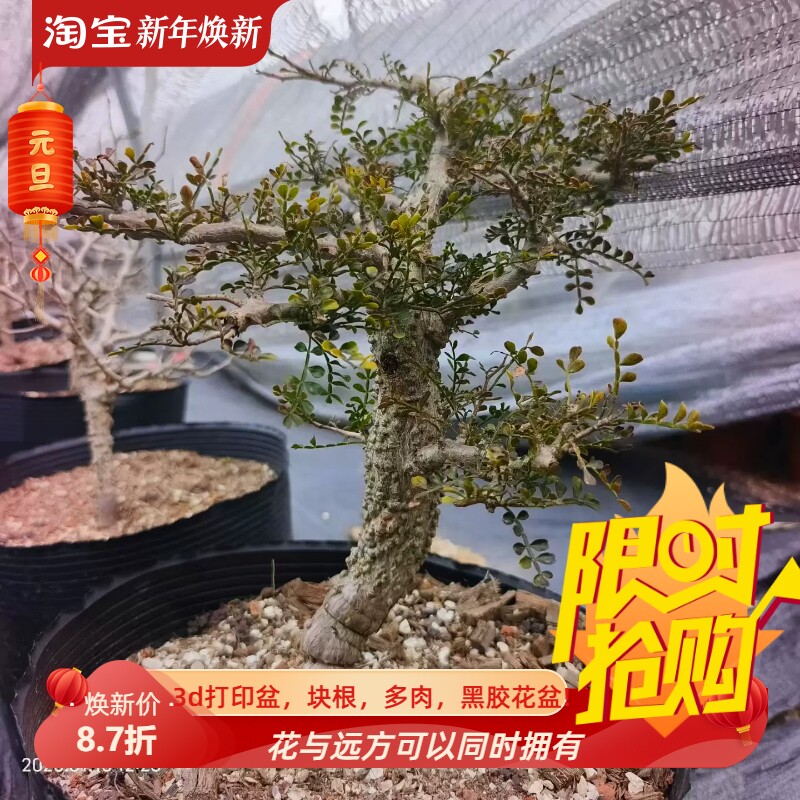 实生粗壮矮桩子夏象足漆树块根桌面潮流辐射室内盆栽一物一拍1/15
