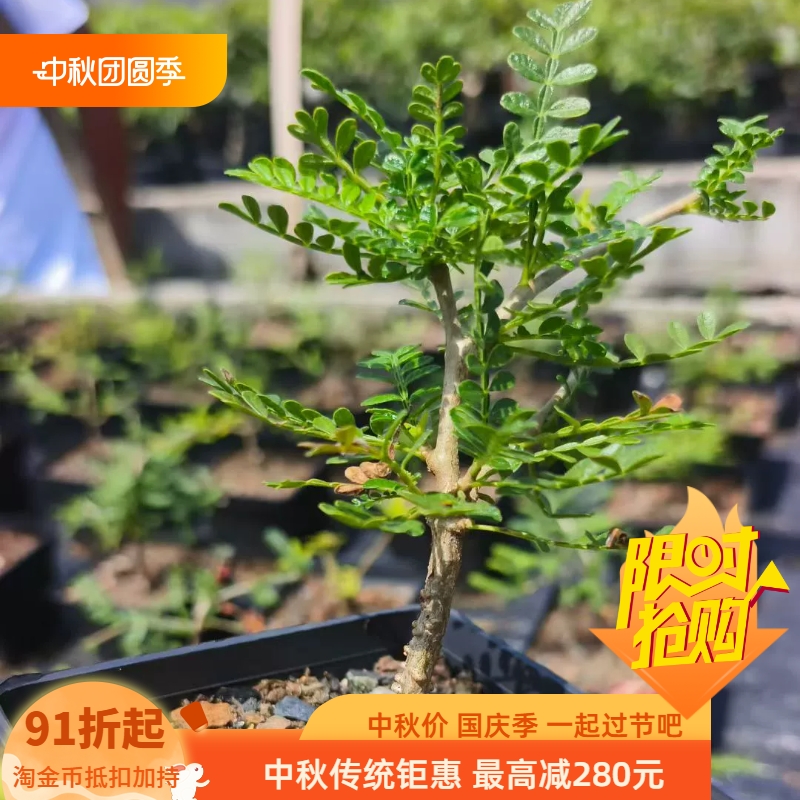 织冠漆树实生桌面懒人块根植物室内盆栽多肉一物一拍8/14