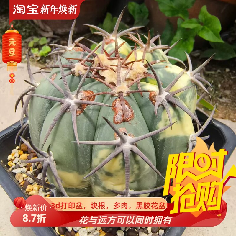 落地雷帝平丸锦日输皮肤有瑕疵当母本非常优秀仙人球一物一拍7/6
