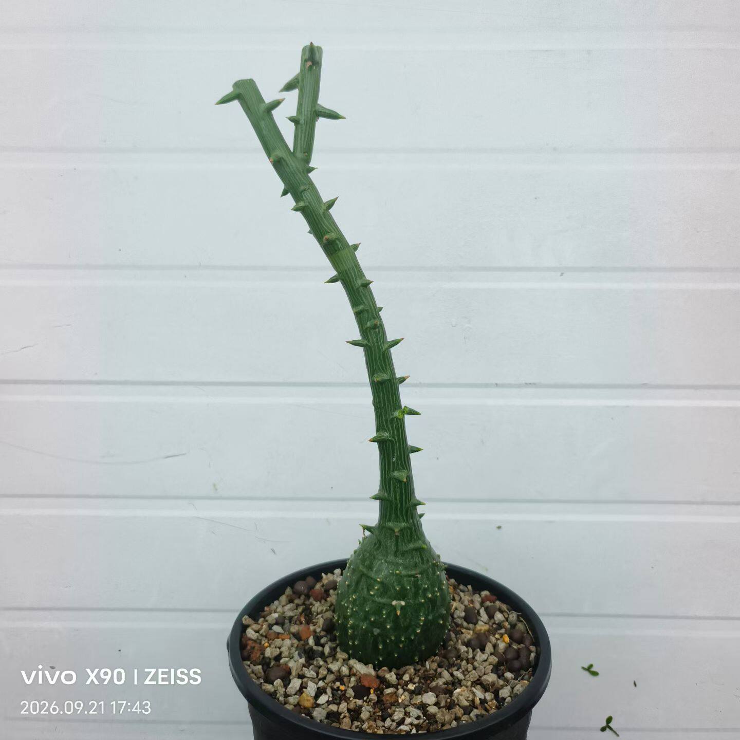 肚子7-8cm实生球腺蔓，肚子肥圆。沙生懒人绿植一物一拍包邮9/23