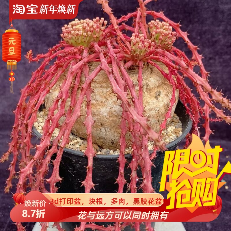 蓬莱岛大戟大戟科潮流懒人块根植物一物一拍稀有品种包邮3/3