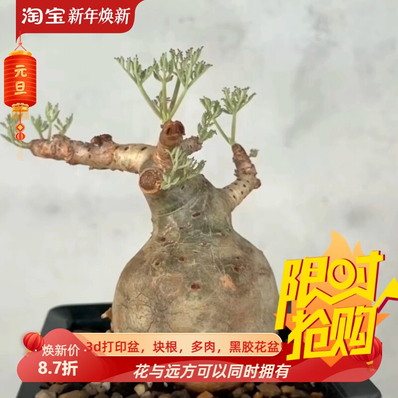 超胖,大圆肚小叶葡萄翁,潮流块根植物一物一拍室内盆栽包邮8/4
