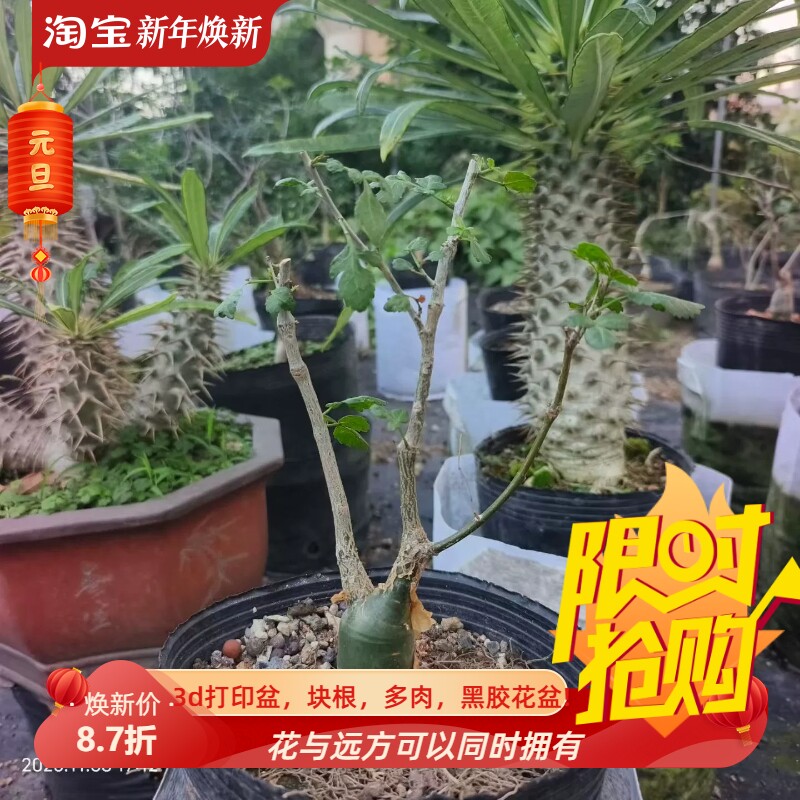 沃德瑞橄榄块根植物懒人稀有品种潮流一物一拍室内盆栽包邮11/9
