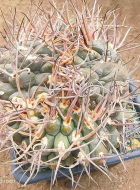 守金摩天龙缀化狂野卷卷刺仙人球绿植室内沙生绿植一物一拍2/21