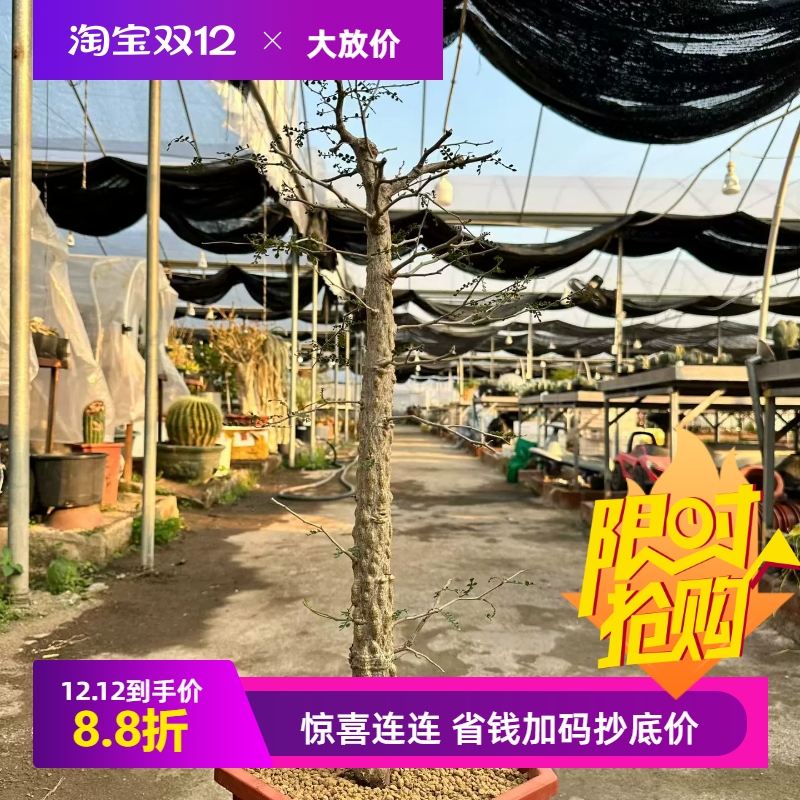 实生 象足漆树一根爆疣木棍块根植物一物一拍仙人球多肉包邮12/5