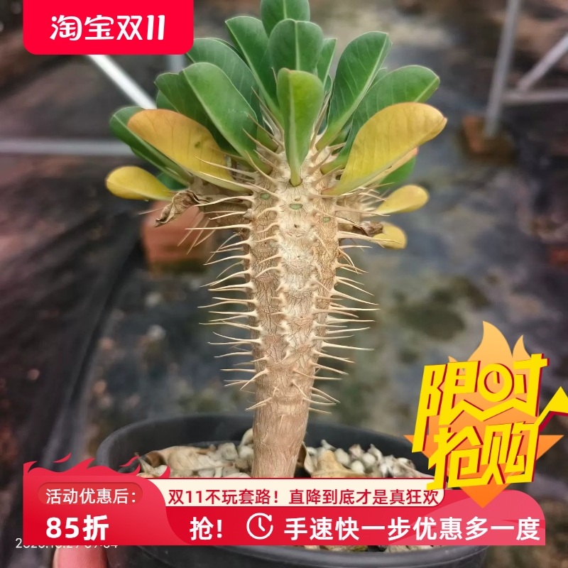 实生鬼漆阁潮流桌面绿植块根植物稀有品多肉一物一拍包邮10/29