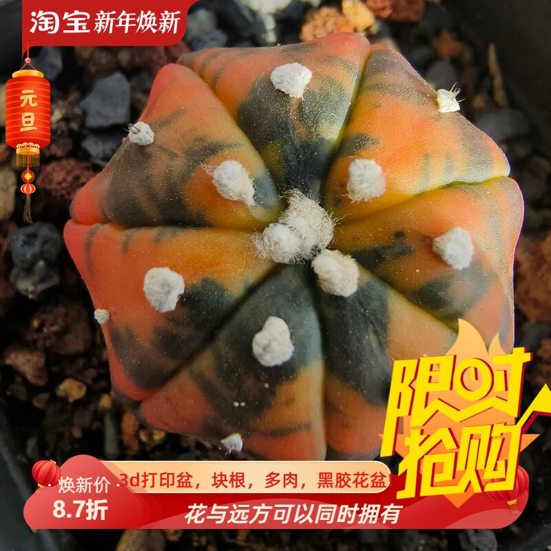 实生海星兜锦指纹海星兜星球属仙人球一物一拍室内盆栽包邮11/29