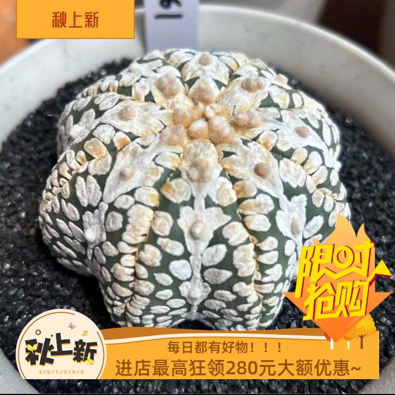 泰系实生海星体大片雪花连线V兜/s61星球属仙人球多肉一物一拍7/5