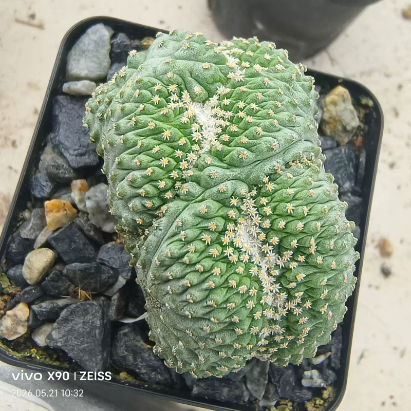实生菊水缀化龙鳞缀仙人球稀有品种潮流沙生带盆发一物一拍5/22